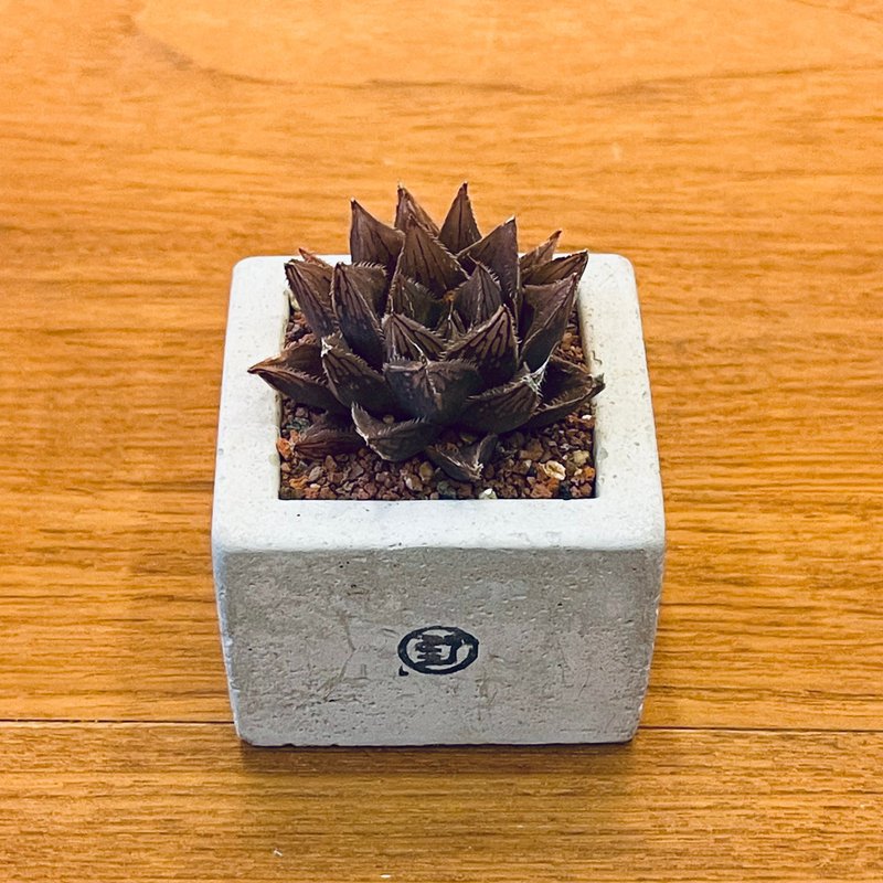 【野草不野-限时贩售】楼兰 / 中方盆 - 植栽/盆栽 - 植物．花 绿色