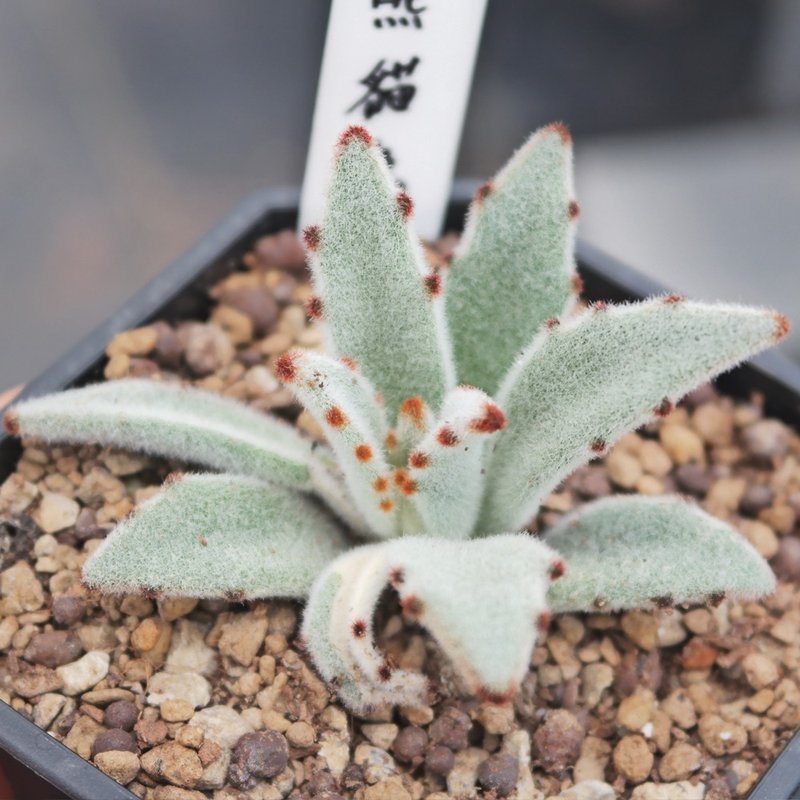 豆豆多肉植物与小杂货-植物-熊猫兔 - 植栽/盆栽 - 植物．花 绿色