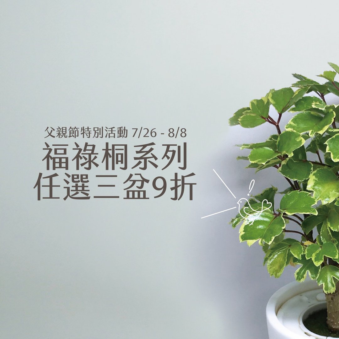 |父亲节限定| 福禄桐三盆组合 + 送礼盒 - 植栽/盆栽 - 植物．花 