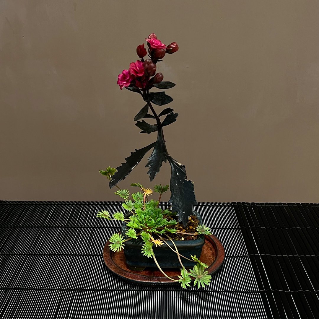 夜后长寿花 棕榈叶酢酱草∣趣味山野草 开花中 - 植栽/盆栽 - 陶 