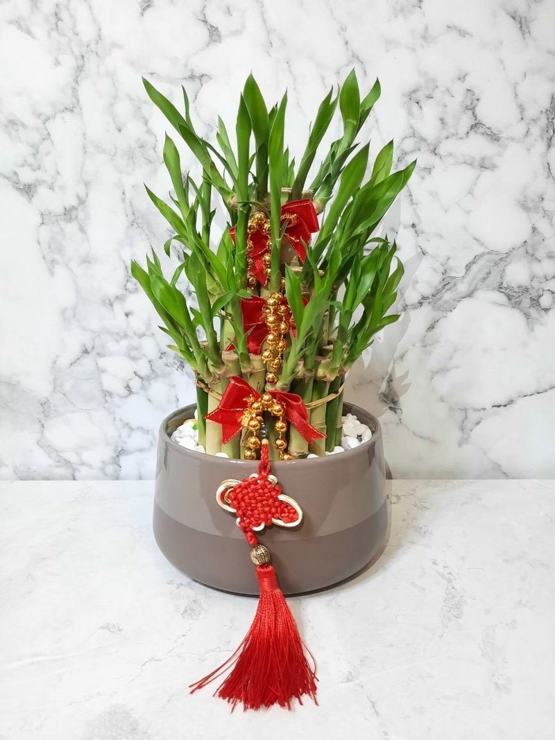 莫兰迪棕灰 开运竹 开幕送礼 乔迁入厝升迁 节庆礼物 组合盆栽 - 植栽/盆栽 - 瓷 卡其色