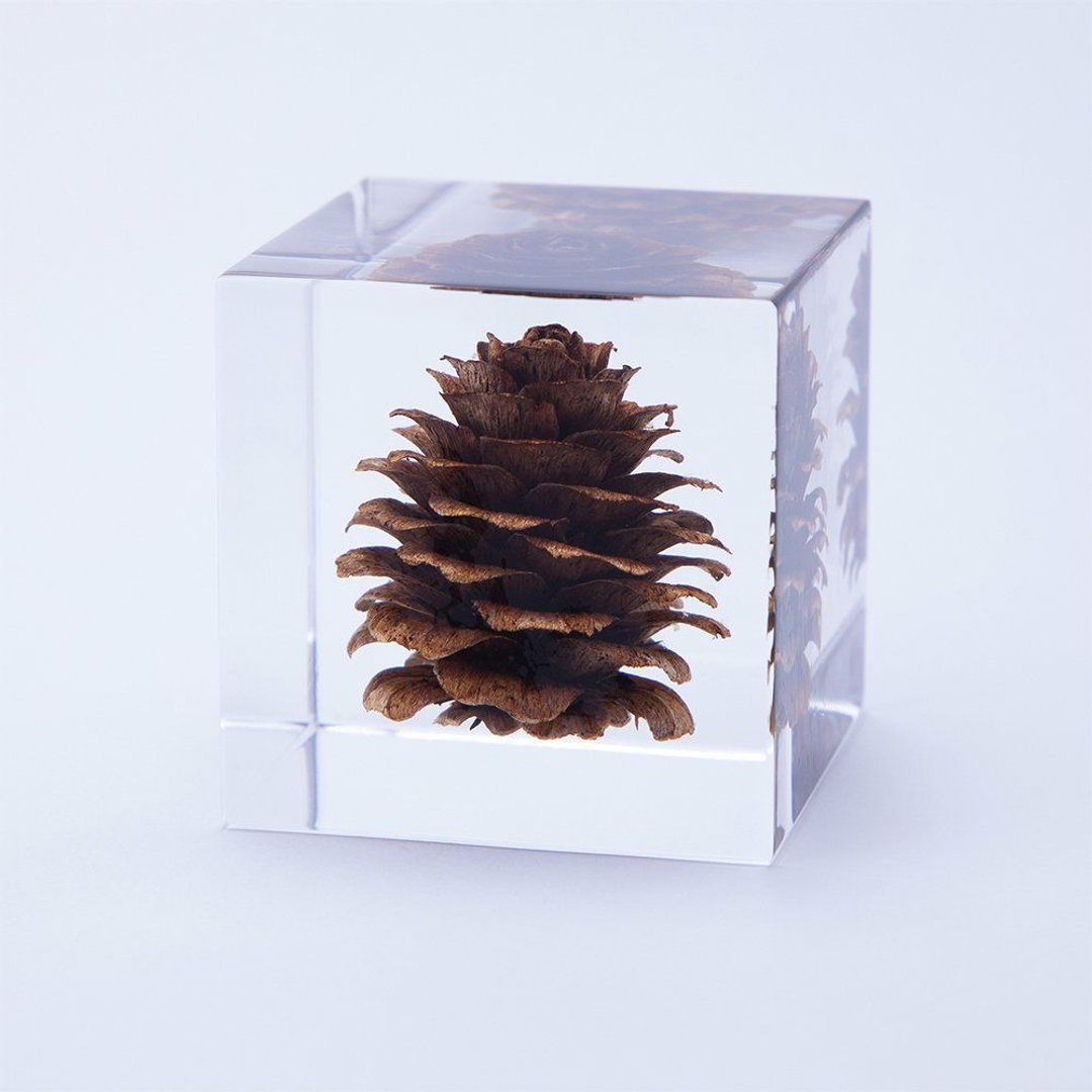 Sola cube 落叶松球果立方块_反骨精神 - 摆饰 - 植物．花 透明