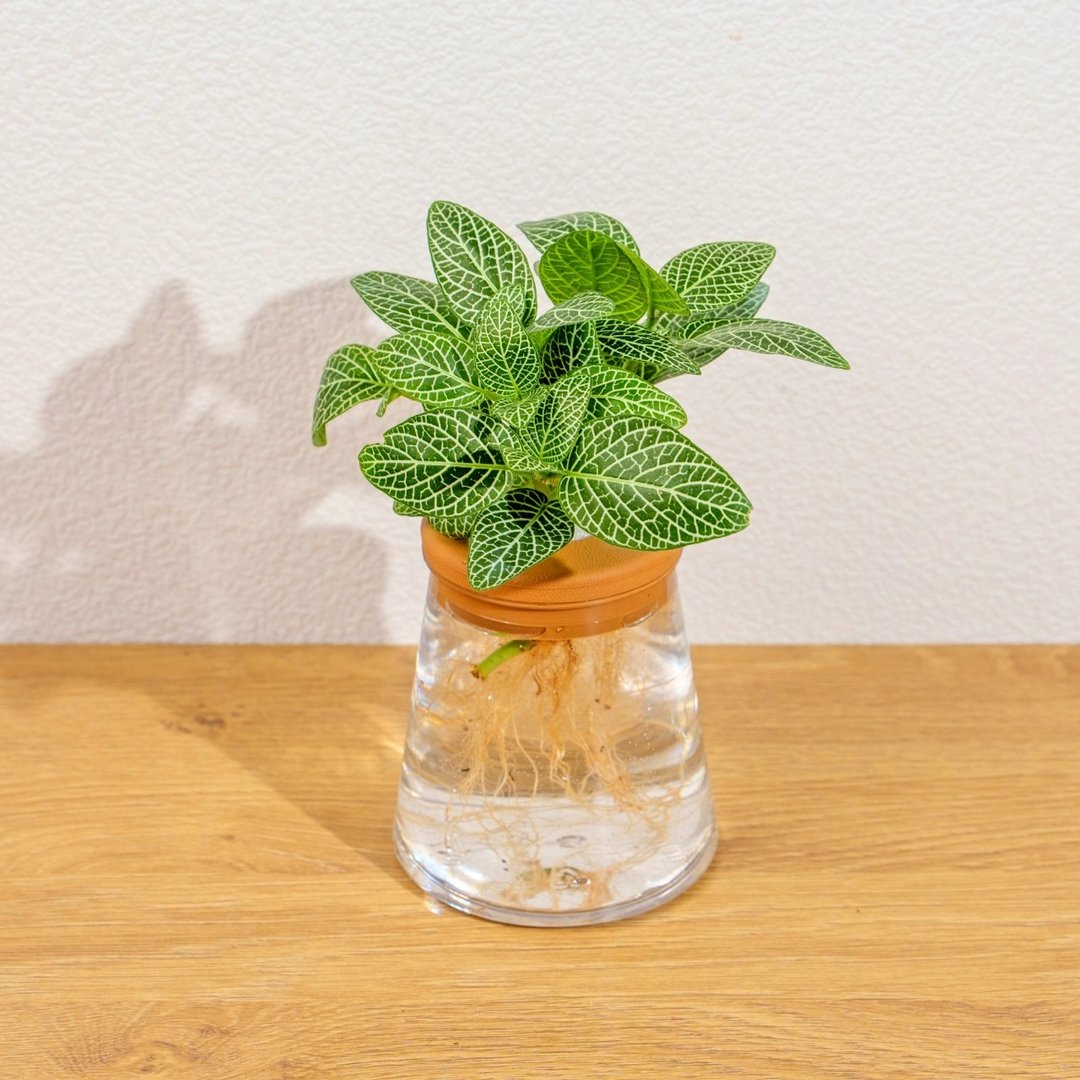 柠檬网纹草 三角水耕盆栽 室内植物 观叶植物 礼物 水培 - 植栽/盆栽 - 植物．花 透明