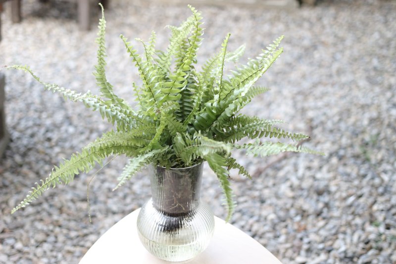 水培植栽│波士顿肾蕨_室内植物 透明条纹玻璃 - 植栽/盆栽 - 玻璃 