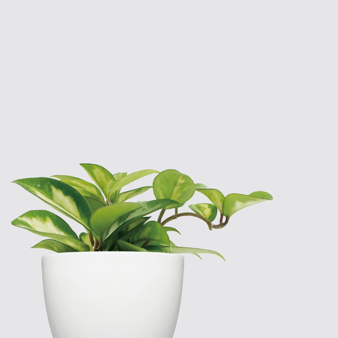 │ 犀力系列 │ 锦红球兰 - 水耕植物 懒人盆栽 自动补水 - 植栽/盆栽 - 植物．花 白色
