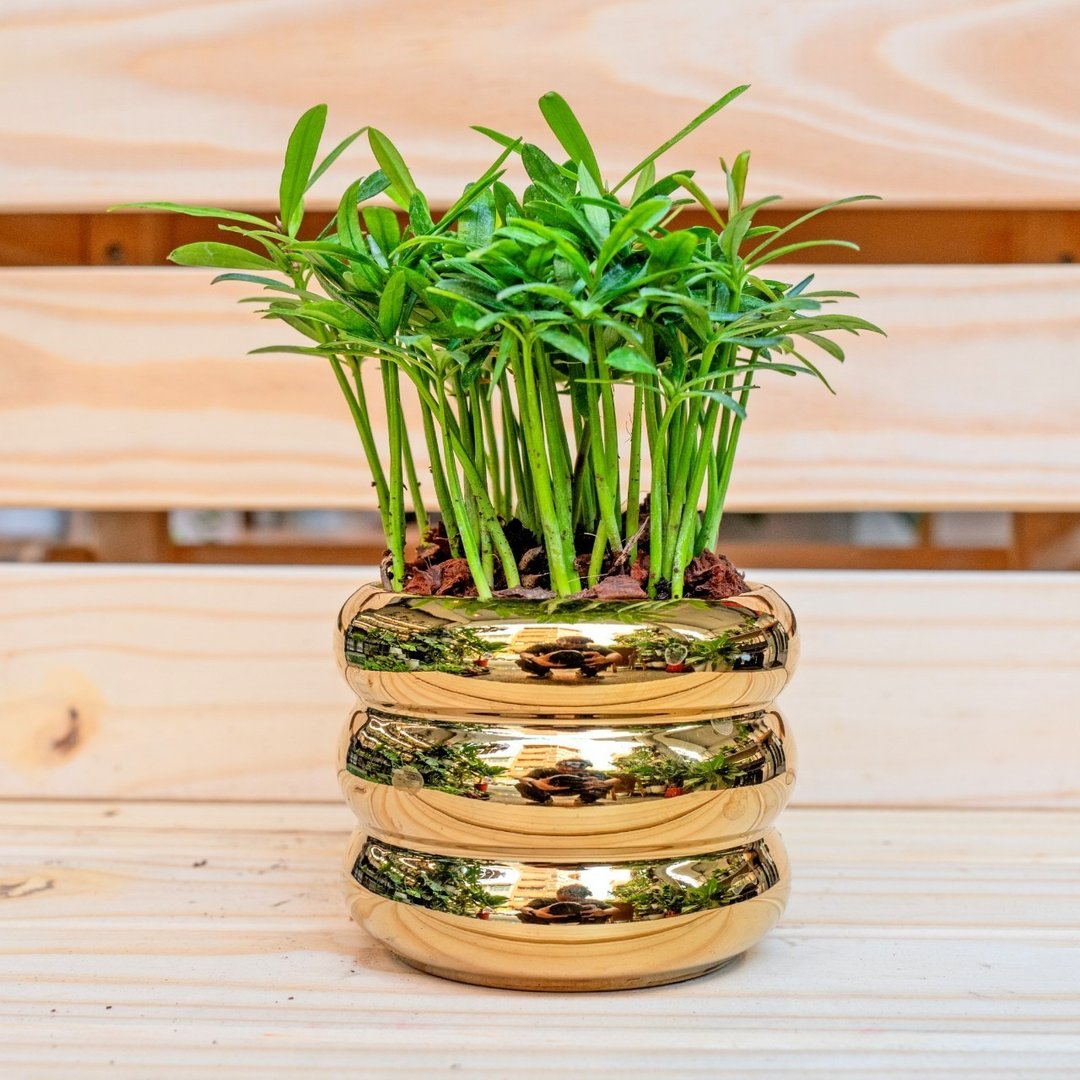 竹柏金色凸圆形盆器  室内植物 观叶植物  礼物 办公室小物 - 植栽/盆栽 - 植物．花 