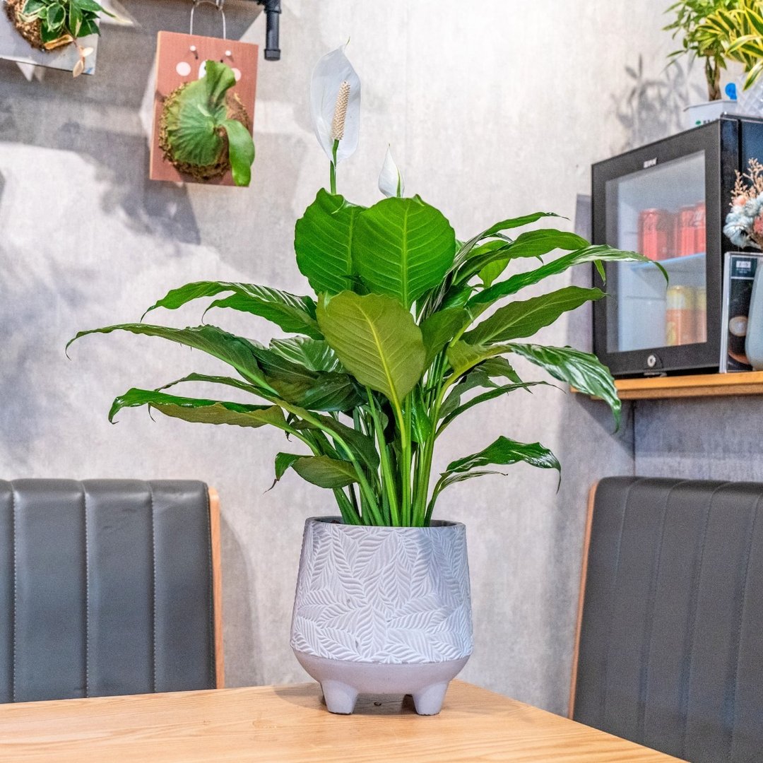 白鹤芋盆栽 7寸水泥盆树叶纹风格 桌上型室内植物推荐 - 植栽/盆栽 - 植物．花 