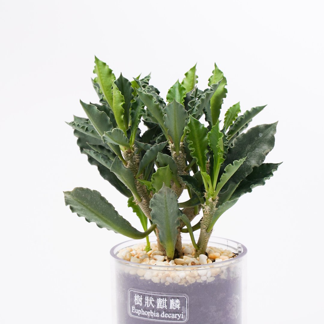 【树状麒麟】多肉 植物 智慧型盆栽罐 | 莳光 - 植栽/盆栽 - 植物．花 