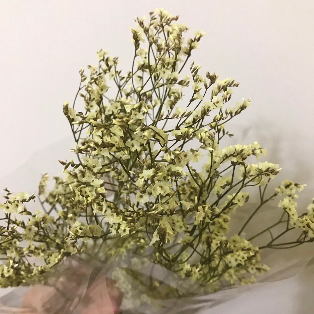 黄水晶花│自制干燥花新鲜花材干燥 - 干燥花/捧花 - 植物．花 黄色