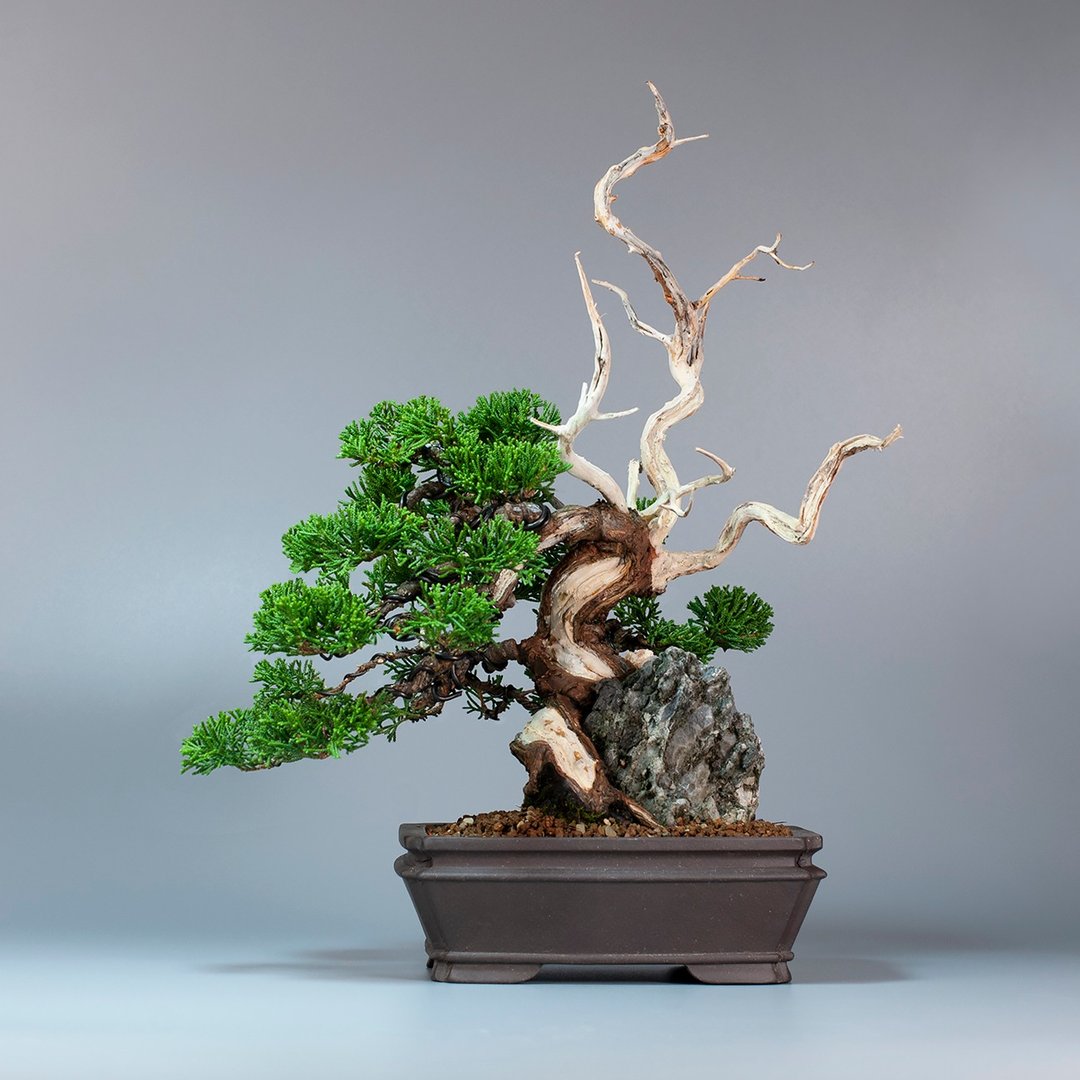 【附石盆景】绿意盆景 送礼推荐 精致盆景 - 植栽/盆栽 - 植物．花 
