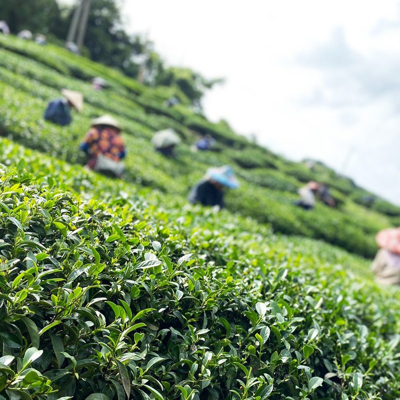 高山黄金乌龙茶－台湾阿里山高山春茶1斤 比赛茶(附精美环保提袋) - 茶 - 其他材质 