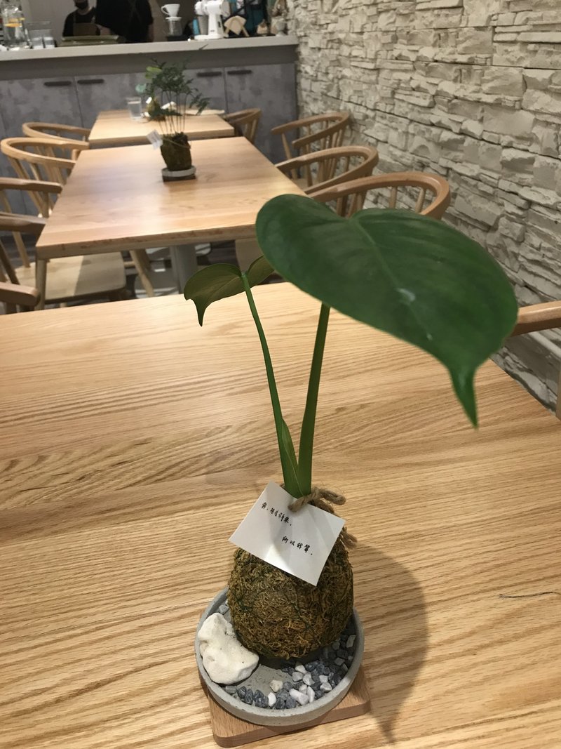 苔玉小植栽_小大花艺 FAITH FLORAL - 植栽/盆栽 - 植物．花 绿色