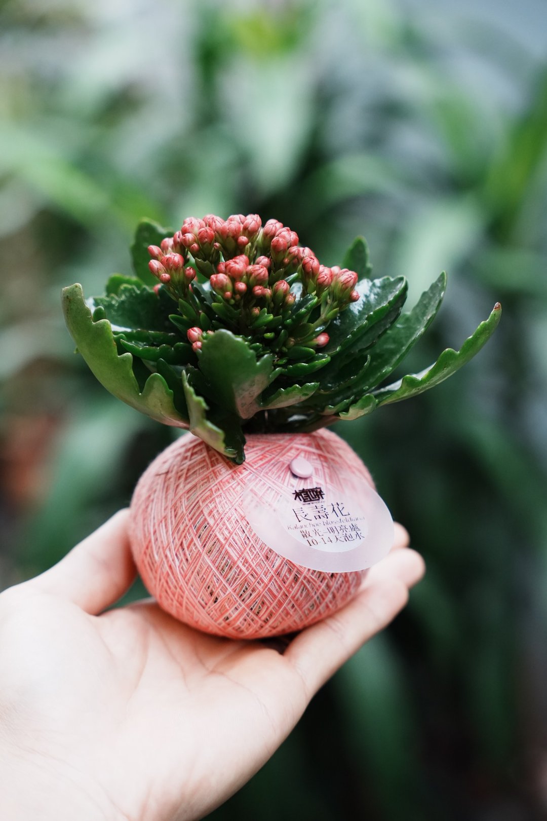 植物球 mini - 植栽/盆栽 - 其他材质 