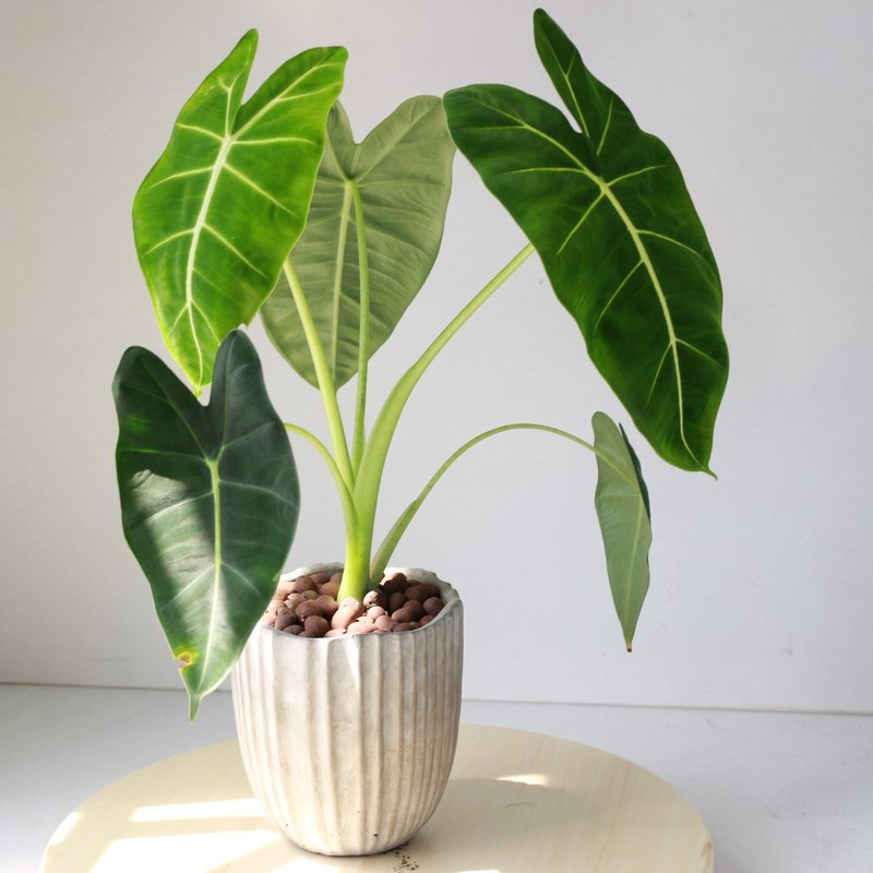 植栽 盆栽 l 绒叶观音莲 绿天鹅绒海芋  室内植物 办公室盆栽 - 植栽/盆栽 - 水泥 