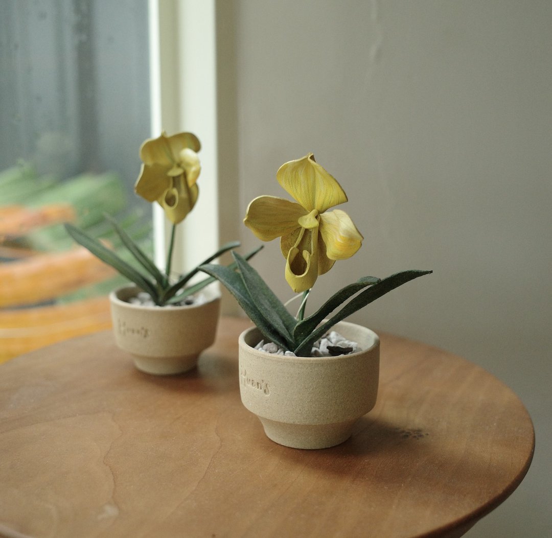 绝版品 黄肉饼仙履兰 Paph.In-Charm Gold 皮革兰花 - 植栽/盆栽 - 真皮 