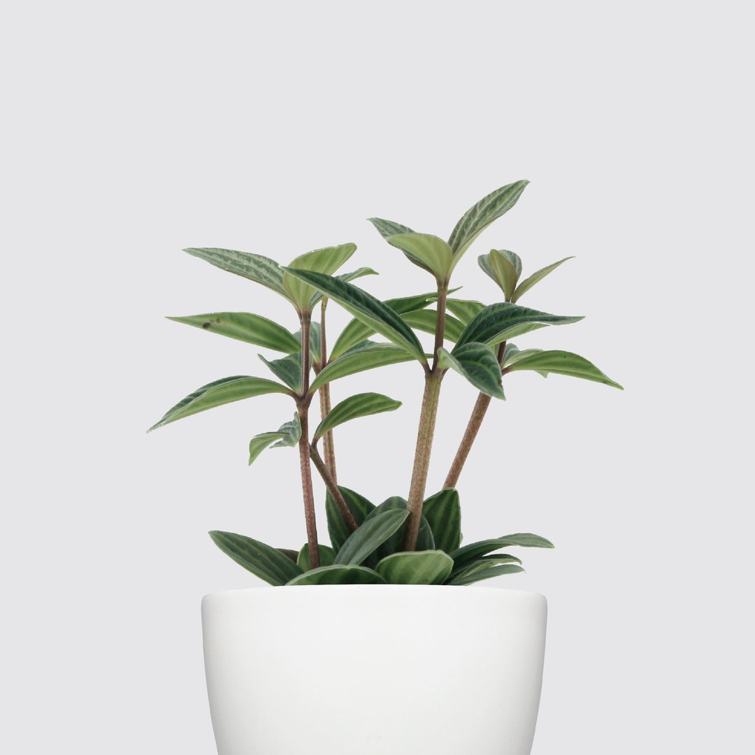 │ 犀力系列 │ 多叶兰 - 弦月椒草 水耕盆栽 自动补水 - 植栽/盆栽 - 植物．花 白色