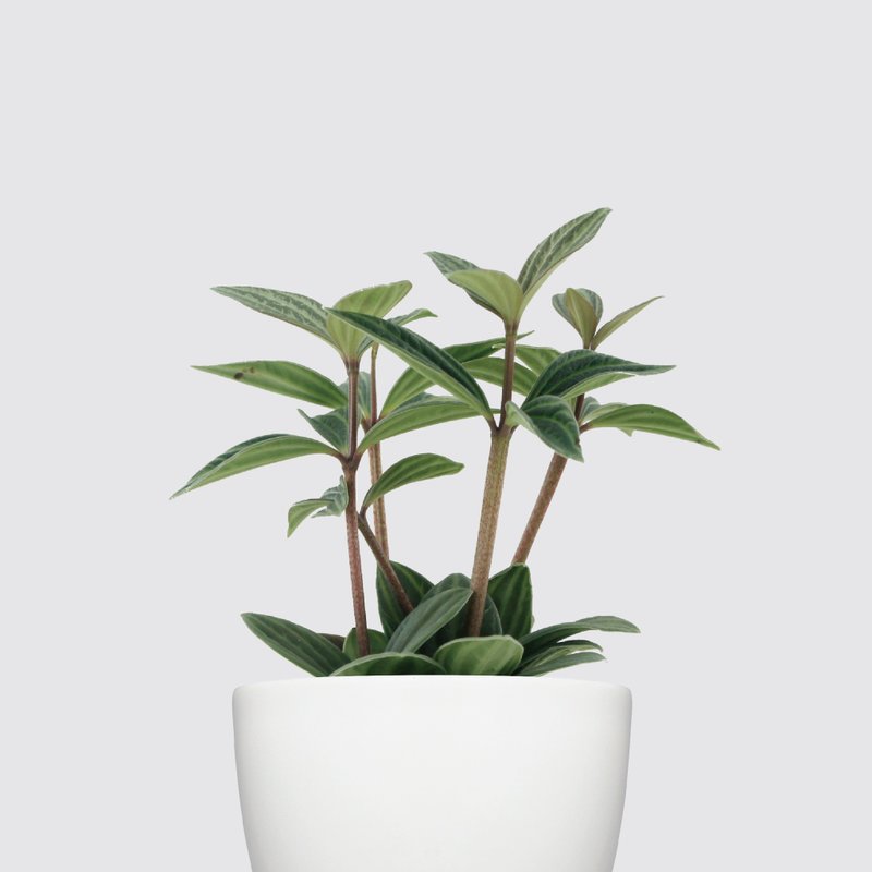 │ 犀力系列 │ 多叶兰 - 弦月椒草 水耕盆栽 自动补水 - 植栽/盆栽 - 植物．花 白色