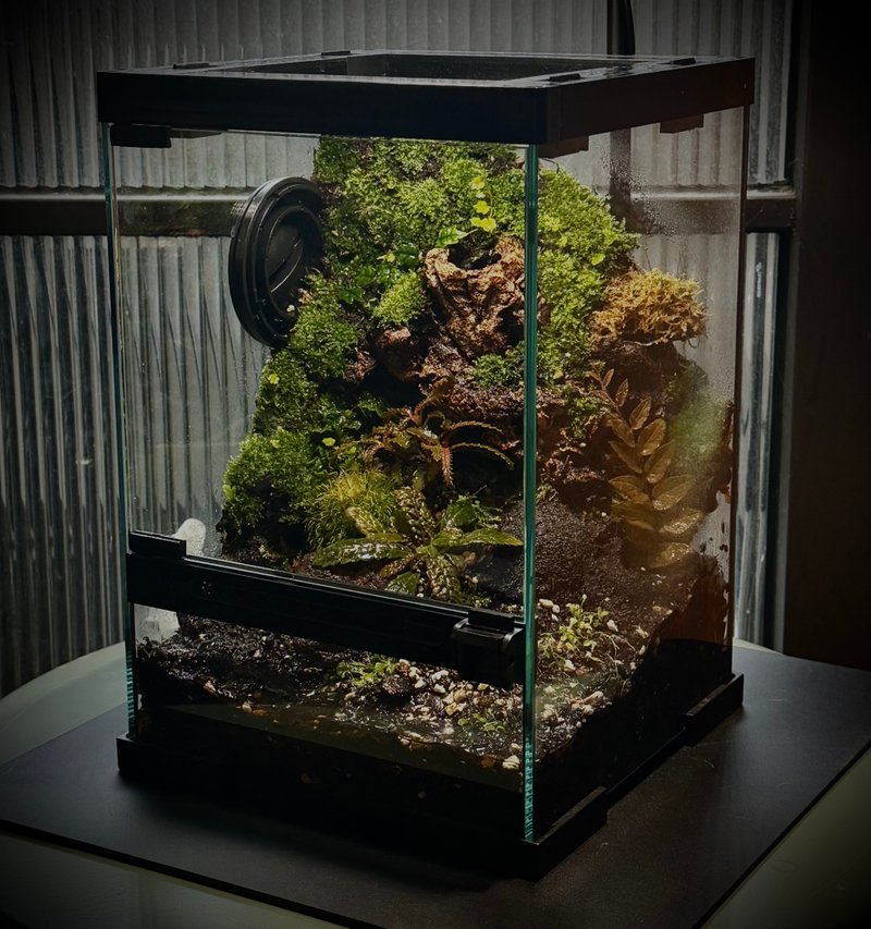 把一座森林带回家-小型雨林缸/生态缸 - 植栽/盆栽 - 植物．花 绿色