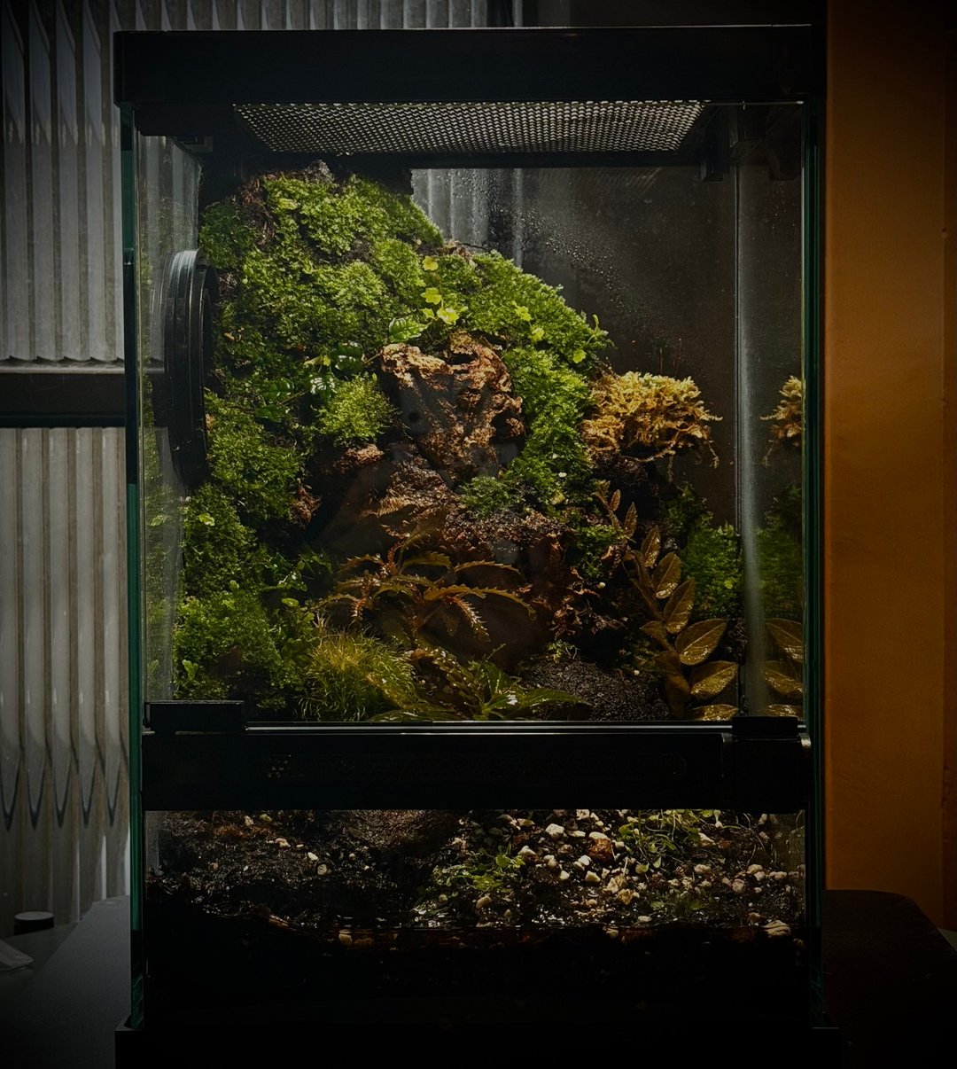 微栖地-小型雨林缸Micro Rainforest Terrarium/生态缸 - 植栽/盆栽 - 植物．花 绿色
