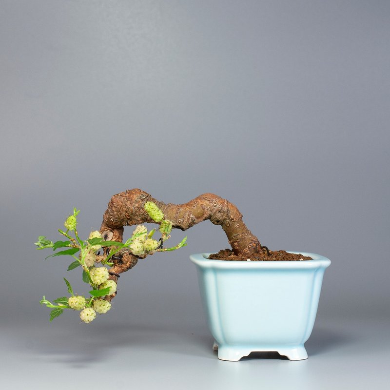 【小品盆景】姬桑梓 花果盆景 阳台植栽 - 植栽/盆栽 - 植物．花 