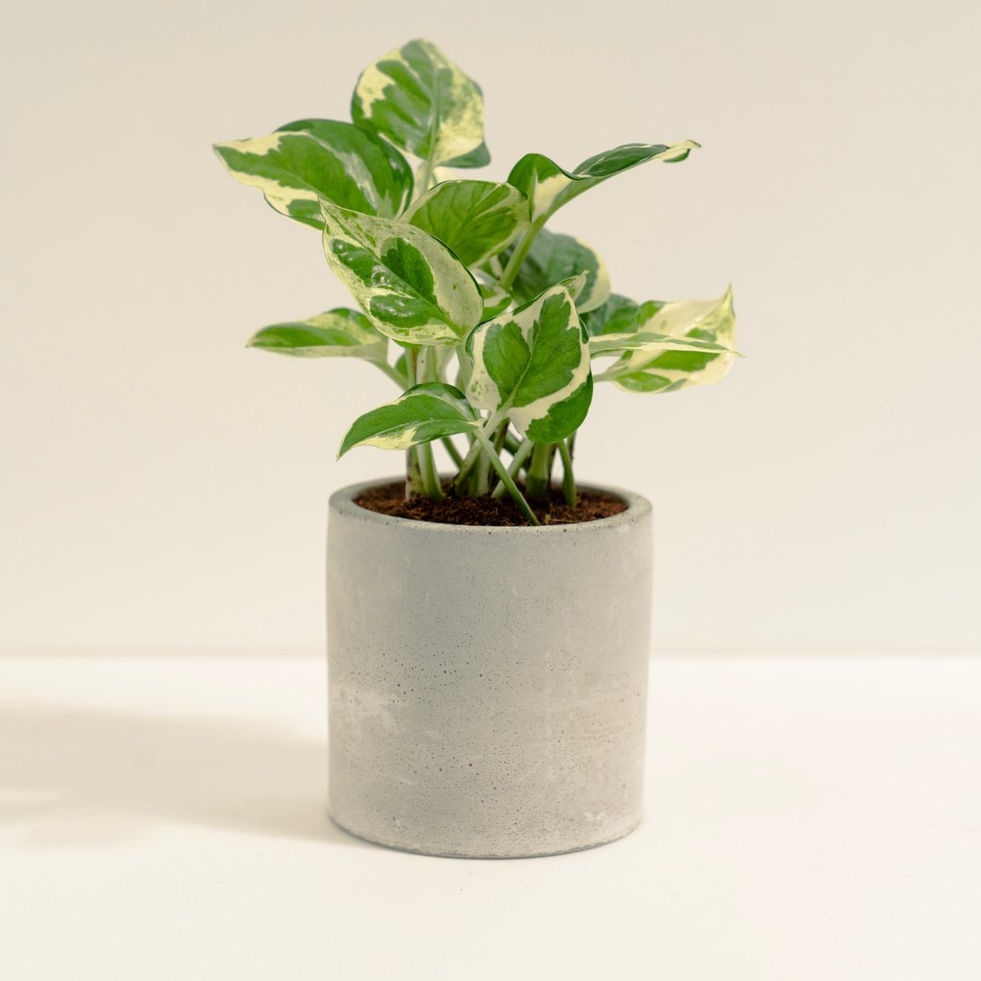 白金葛│泥作系列│福所栽 - 植栽/盆栽 - 水泥 白色