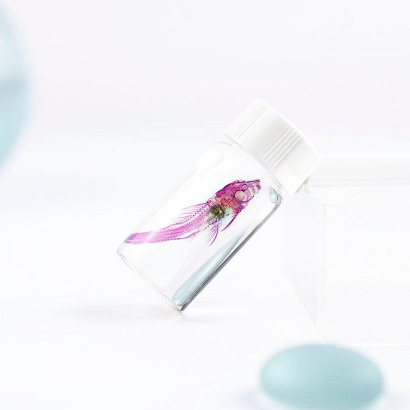 透明标本 琵琶鼠 垃圾鱼 鱼类标本 台湾外来种生物 - 摆饰 - 玻璃 红色