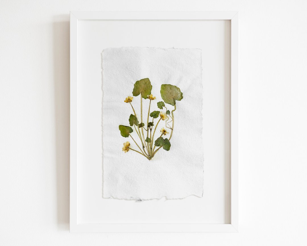植物标本室黄色原植物干燥花原创艺术品手工纸 - 海报/装饰画/版画 - 纸 绿色