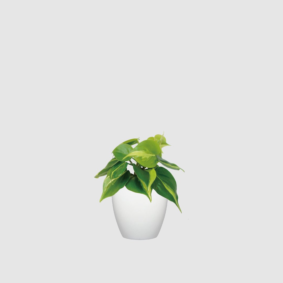 │ 犀力系列 │  斑叶桃心蔓绿绒 - 厨浴植物 水耕盆栽 空气净 - 植栽/盆栽 - 植物．花 