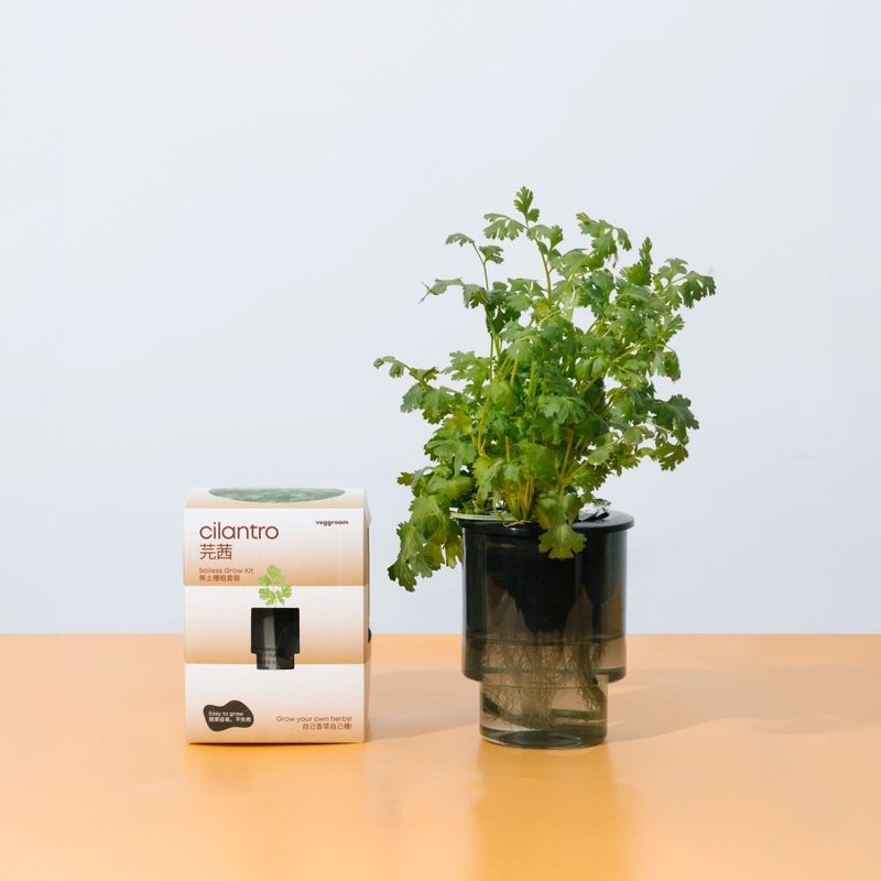 自己种 厨房香草系列: Veggroom 水耕芫茜种植套装 - 植栽 - 植物．花 灰色
