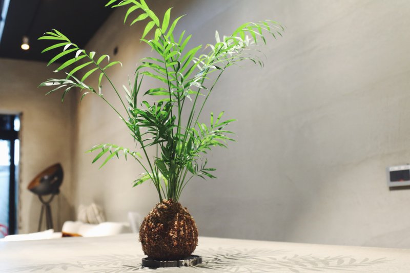 【袖珍椰子苔球】水泥底盘/ 室内植物// 室内植物 - 植栽/盆栽 - 植物．花 红色