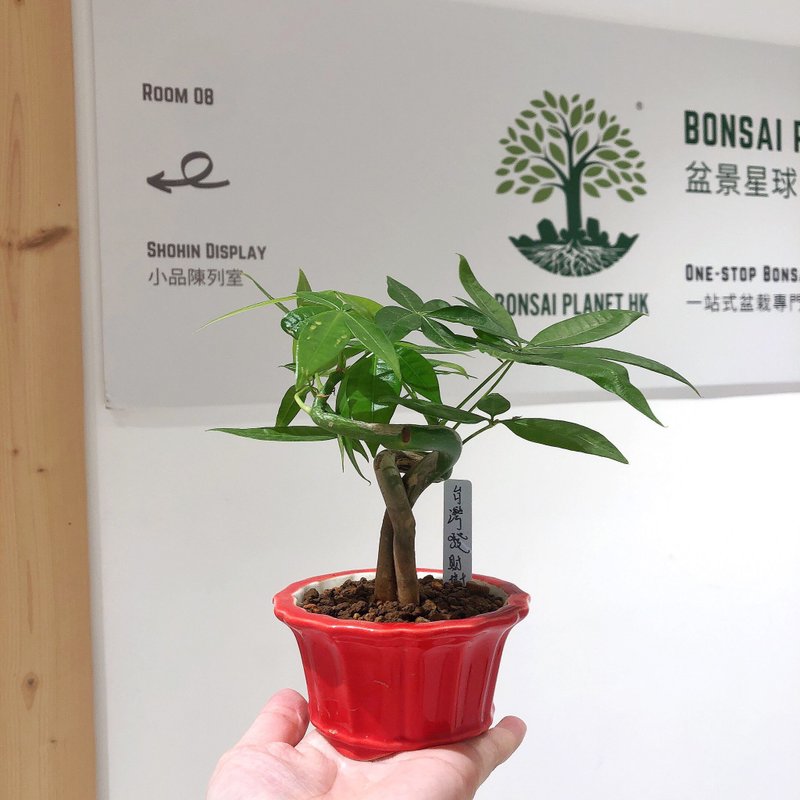 台湾发财树 Malabar chestnut - 植栽/盆栽 - 植物．花 