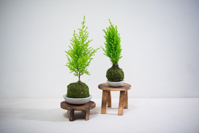Third Floor【包紧处理】苔球系列 (中) - 植栽/盆栽 - 植物．花 