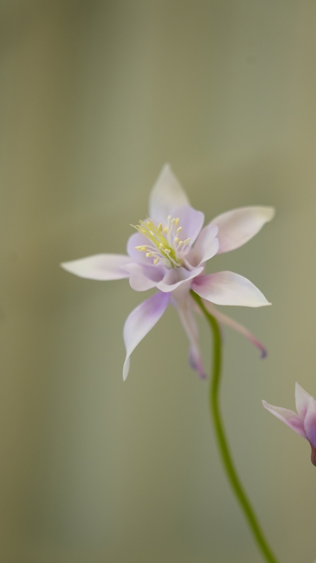 招生中/手作黏土花艺——梦幻草 双人另有优惠 限平日 - 植栽 - 粘土 