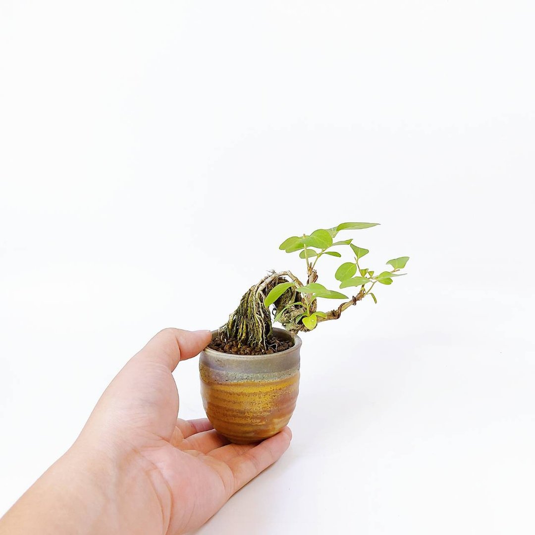 雅致小品・日本山莺藤・ウグイスカグラ - 植栽/盆栽 - 植物．花 