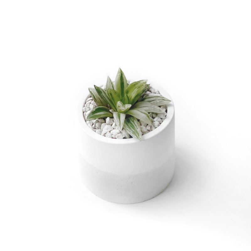 白灰渐层系列 | 宝草锦 圆形双色水泥多肉植栽 - 植栽/盆栽 - 植物．花 灰色