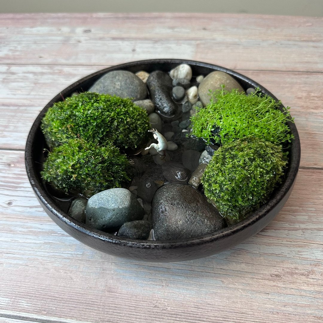 DIY微景观苔藓野趣盆 / 仙鹤戏溪 - 植栽/盆栽 - 植物．花 黑色