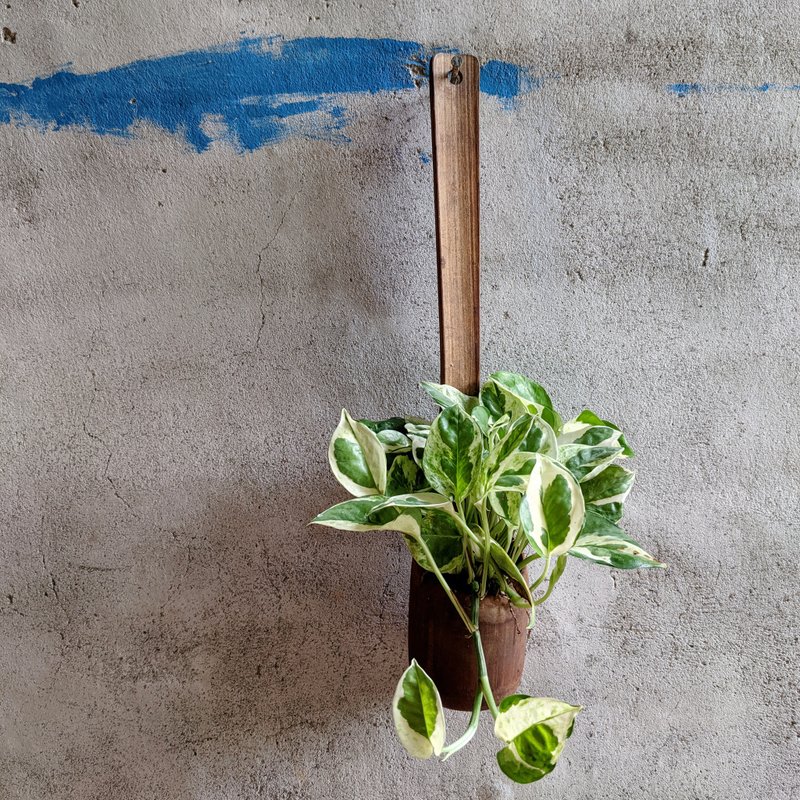 斑叶黄金葛　竹杓　植物　植栽 - 植栽/盆栽 - 植物．花 多色