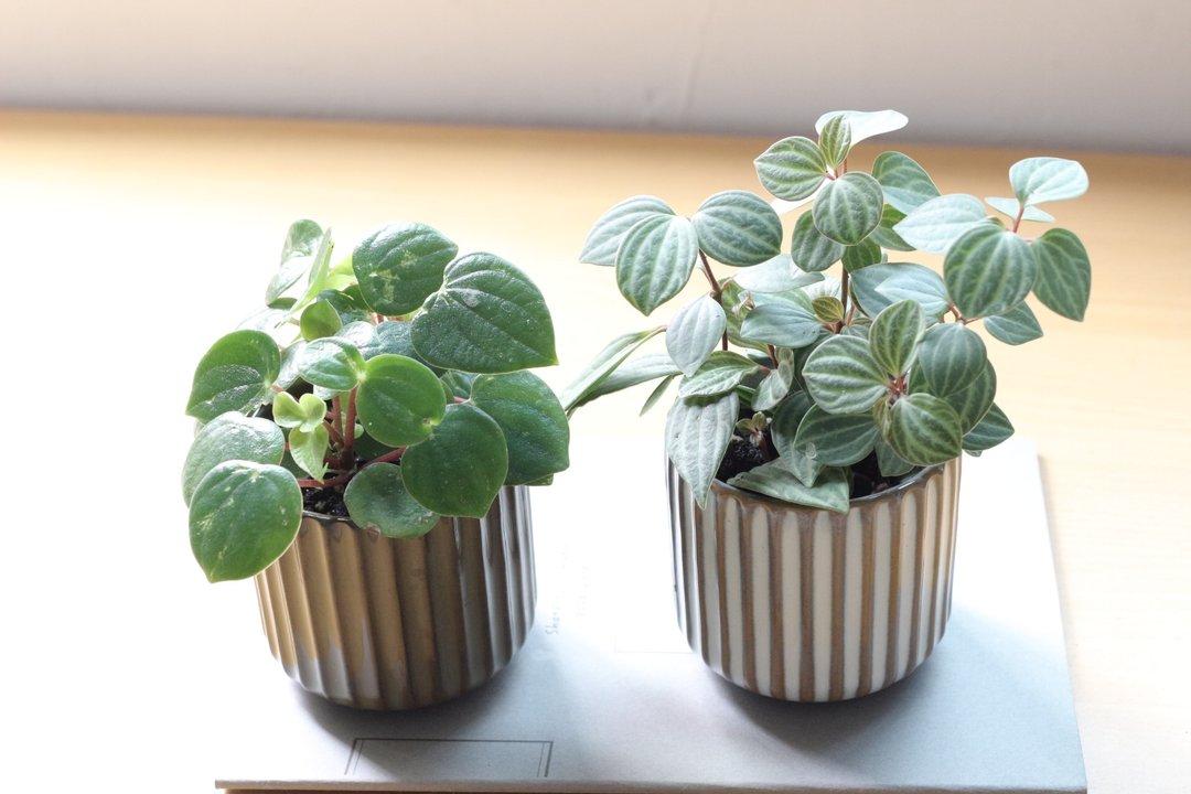 土培植栽│心愿椒草_室内植物 办公室盆栽 店内布置 送礼 - 植栽/盆栽 - 陶 