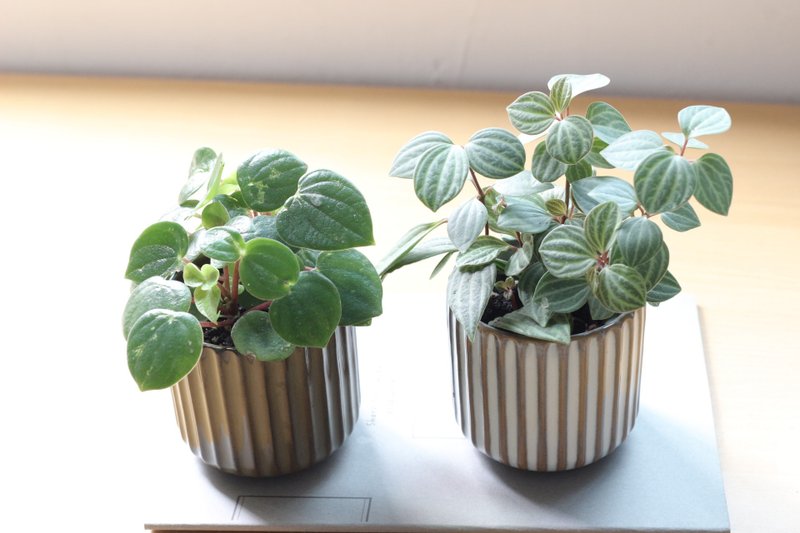 土培植栽│心愿椒草_室内植物 办公室盆栽 店内布置 送礼 - 植栽/盆栽 - 陶 