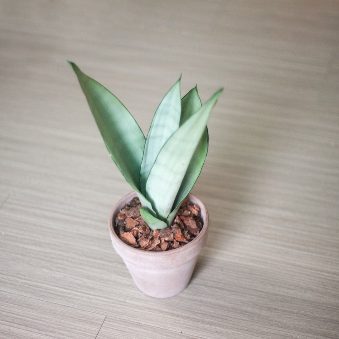 银后虎尾兰 | 居家 | 办公室盆栽 - 植栽/盆栽 - 植物．花 银色