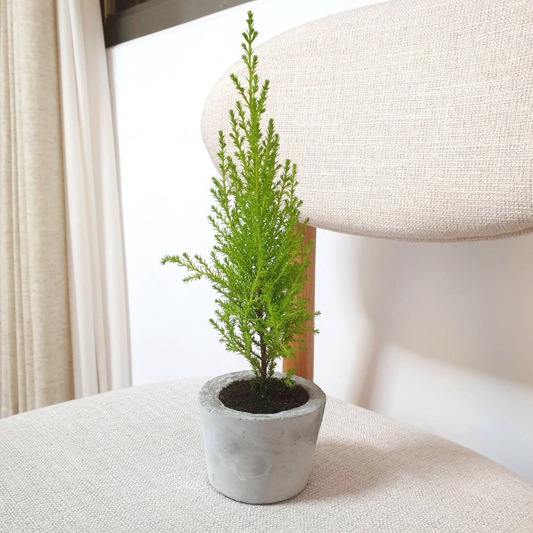 植物 香冠柏 室内盆栽 防蚊 柠檬香 - 植栽/盆栽 - 水泥 绿色