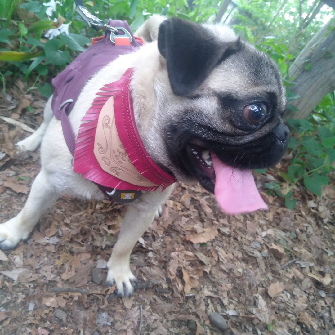 Genuine Leather - Hand Dyed - Hand Sewn - Dog Bandana Dog Collar - S - Size - Red - 项圈/牵绳 - 真皮 红色