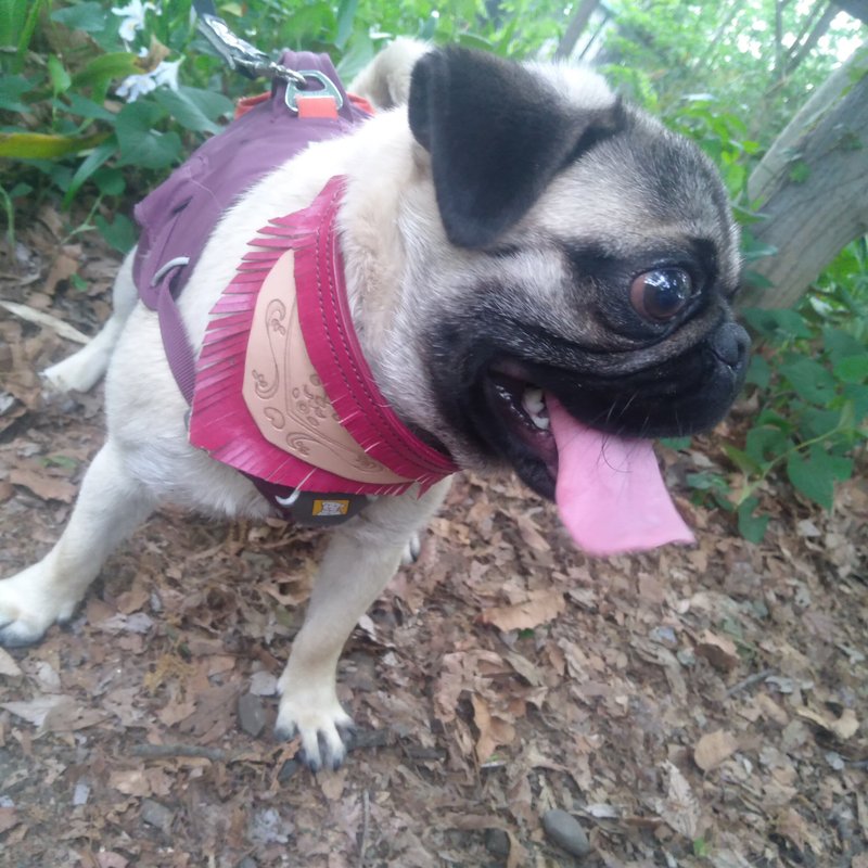 Genuine Leather - Hand Dyed - Hand Sewn - Dog Bandana Dog Collar - S - Size - Red - 项圈/牵绳 - 真皮 红色