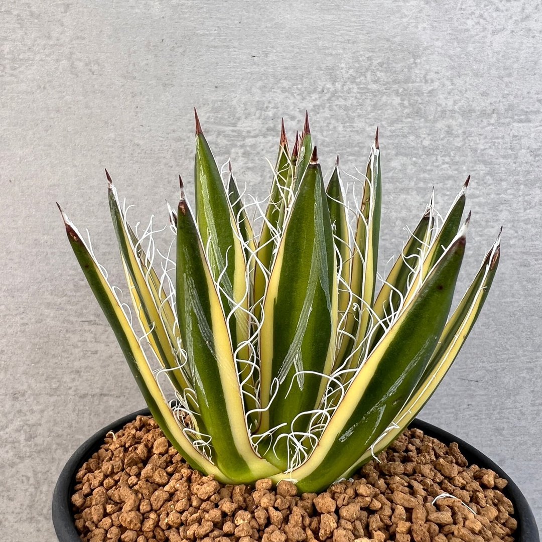 皇家同花顺 | 龙舌兰 | Agave schidigera 'Royal Flush' - 植栽/盆栽 - 植物．花 