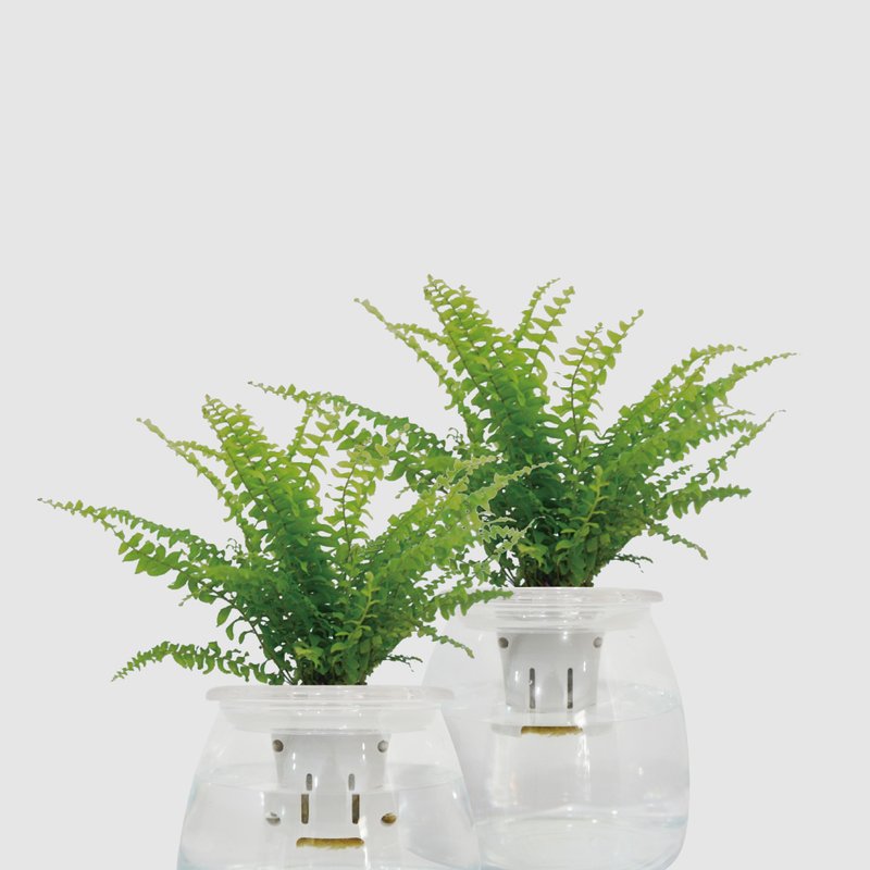 │ 玻璃系列 │ 波斯顿蕨 - 肾蕨 水耕盆栽 鱼水共生 - 植栽/盆栽 - 植物．花 