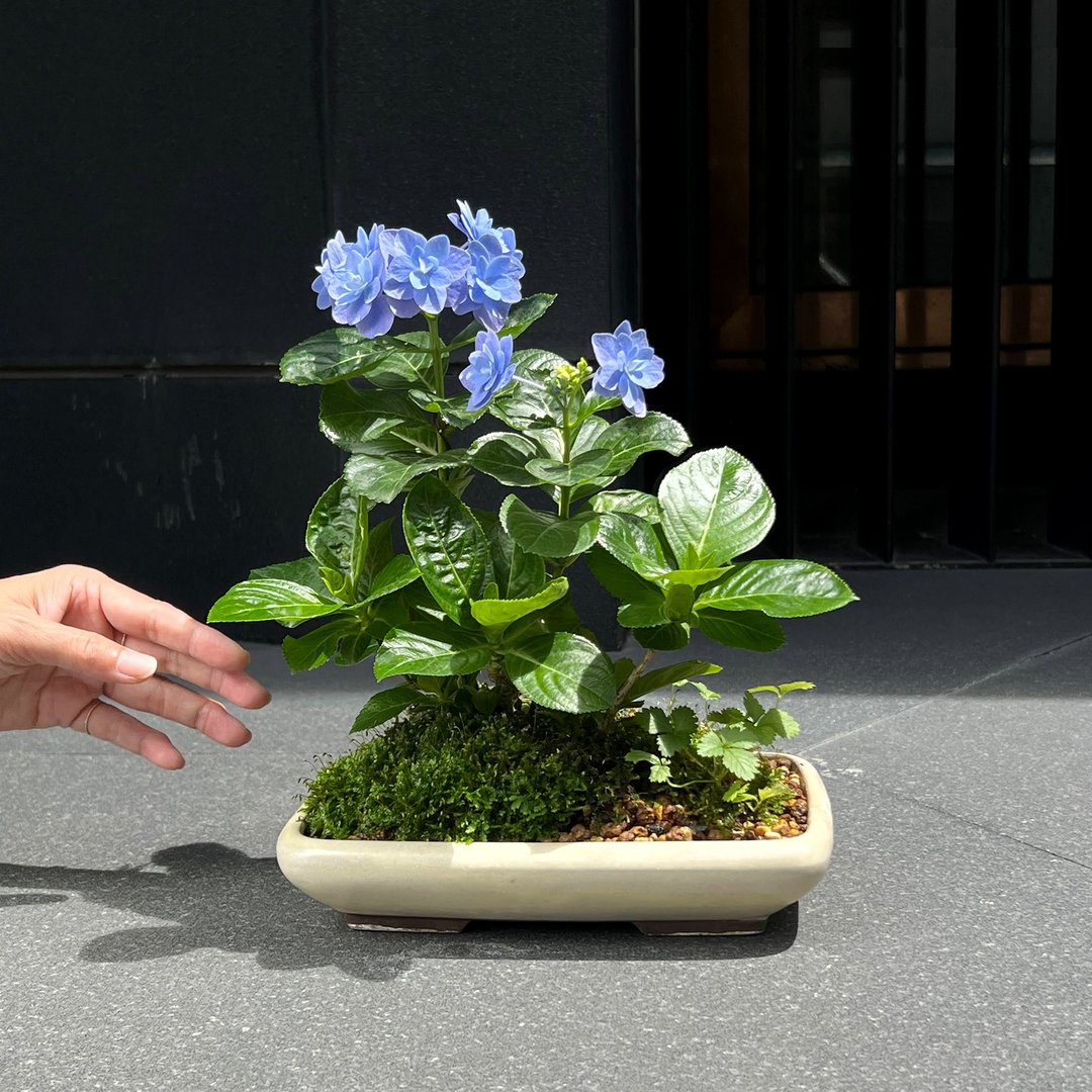 日本紫阳花∣金平糖 意境盆栽 开花中 - 植栽/盆栽 - 陶 
