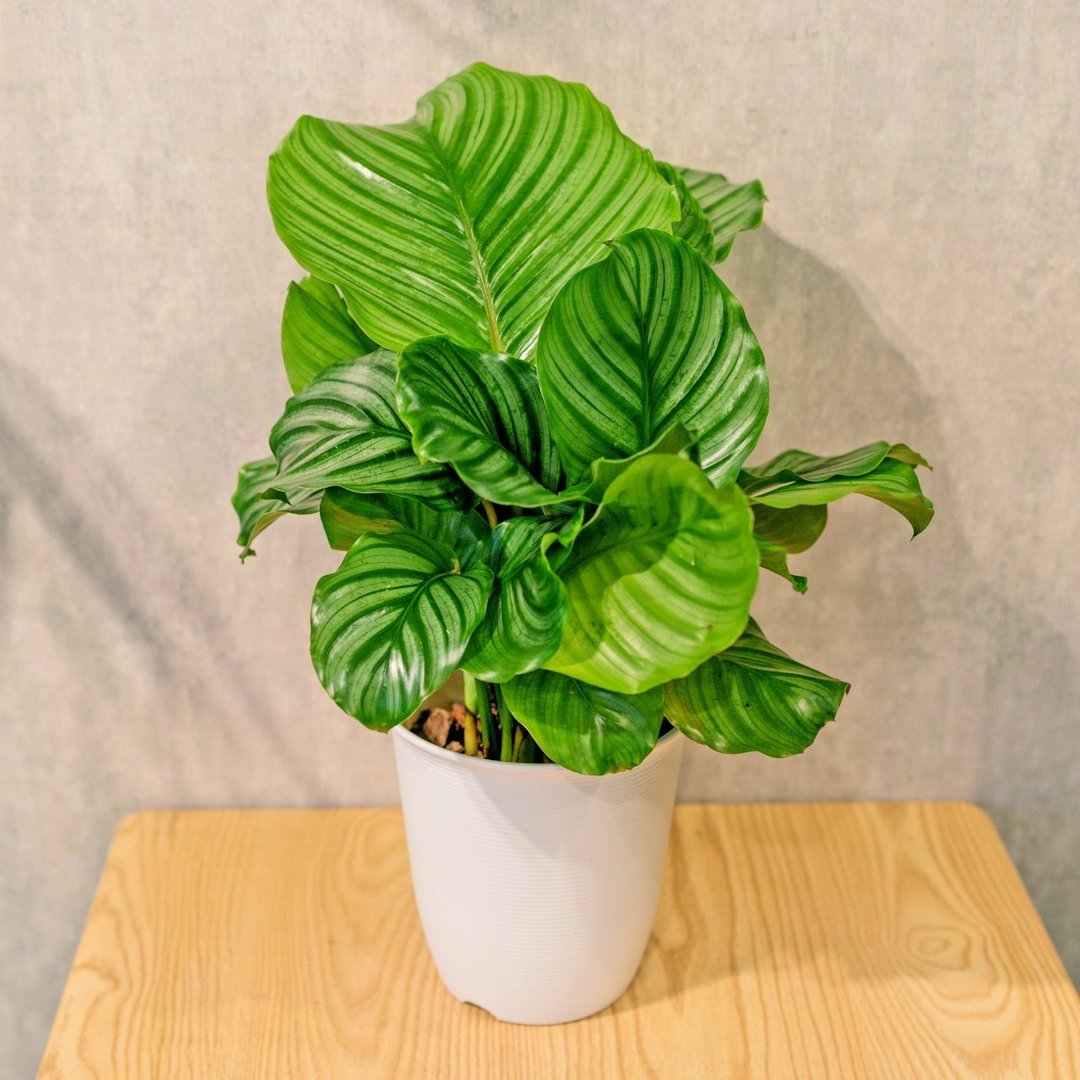 青苹果竹芋 日式塑陶盆 室内植物 观叶植物 礼物 盆栽 办公室小物 - 植栽/盆栽 - 植物．花 