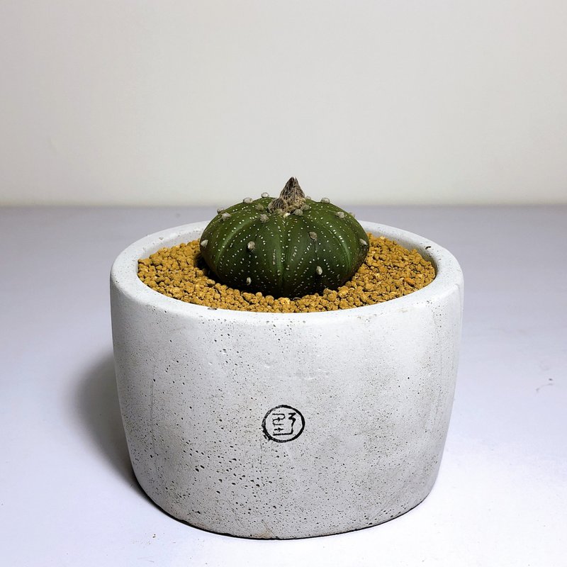 大圆盆 星兜 - 植栽/盆栽 - 植物．花 灰色