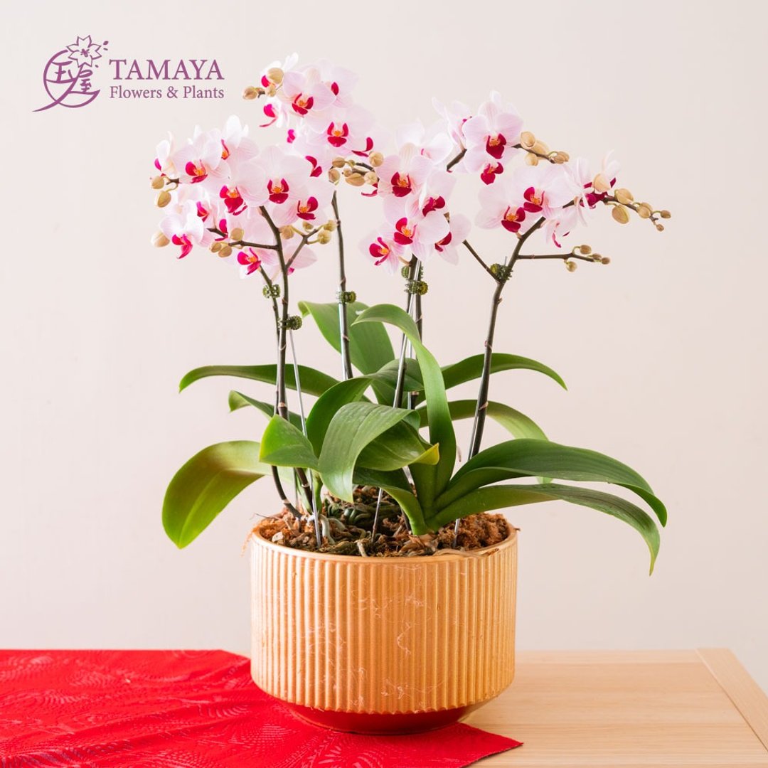 【新春款】第一名蝴蝶兰 | 2株 - 植栽/盆栽 - 植物．花 红色