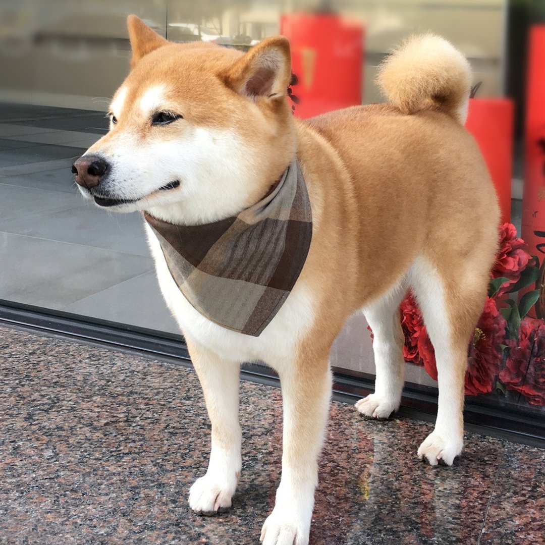 狗狗专属名领巾-定制化(中型犬)- 驼色方格 - 项圈/牵绳 - 棉 卡其色